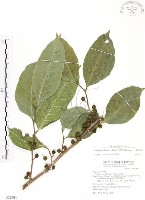 藏品(白肉榕)的圖片