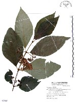 藏品(杜虹花，台灣紫珠)的圖片