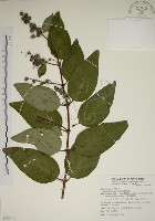 藏品(大葉溲疏)的圖片