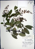 藏品(疏花魚藤)的圖片