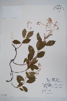 藏品(酸藤)的圖片