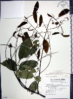 藏品(疏花魚藤)的圖片