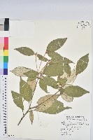 藏品(裡白巴豆)的圖片