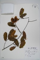 藏品(瓜馥木)的圖片