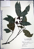 藏品(九重吹、九丁樹、脈葉榕、大葉九重吹)的圖片