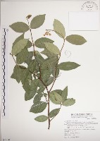 藏品(絡石)的圖片