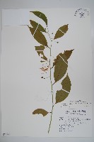 藏品(毛瓣蝴蝶木)的圖片