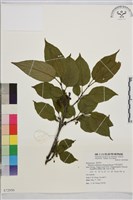 藏品(中原氏鼠李)的圖片