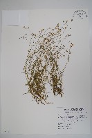 藏品(細葉蘭花參)的圖片