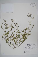 藏品(平伏莖白花菜、成功白花菜)的圖片