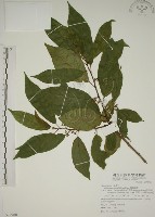 藏品(鈍齒鼠李)的圖片