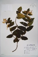 藏品(阿里山忍冬、漸尖葉忍冬)的圖片