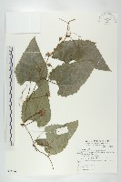 藏品(芋葉括樓)的圖片