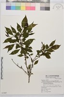 藏品(畢祿山鼠李)的圖片