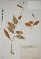 藏品(臺灣油點草)的圖片