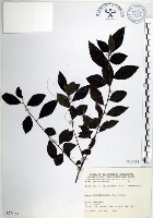 藏品(水雞油)的圖片