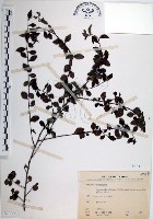 藏品(水雞油)的圖片