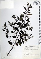 藏品(水雞油)的圖片