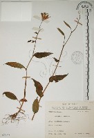 藏品(臺灣油點草)的圖片