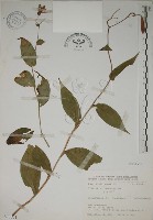 藏品(臺灣油點草)的圖片