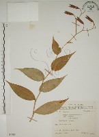 藏品(臺灣油點草)的圖片