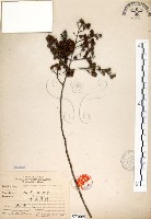 藏品(九芎)的圖片