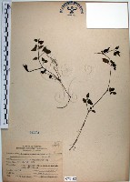 藏品(倒地蜈蚣、四角銅鑼)的圖片