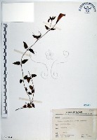 藏品(倒地蜈蚣、四角銅鑼)的圖片