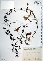 藏品(倒地蜈蚣、四角銅鑼)的圖片