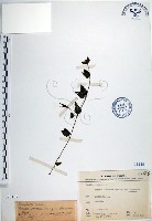 藏品(倒地蜈蚣、四角銅鑼)的圖片