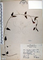 藏品(倒地蜈蚣、四角銅鑼)的圖片