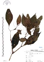 藏品(龍珠)的圖片