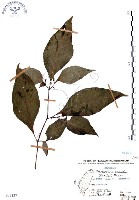 藏品(龍珠)的圖片