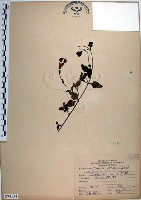 藏品(倒地蜈蚣、四角銅鑼)的圖片