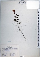 藏品(倒地蜈蚣、四角銅鑼)的圖片