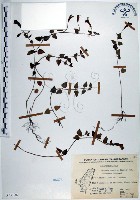 藏品(倒地蜈蚣、四角銅鑼)的圖片