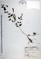 藏品(倒地蜈蚣、四角銅鑼)的圖片