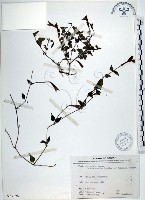 藏品(倒地蜈蚣、四角銅鑼)的圖片