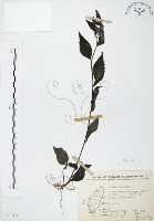 藏品(高山腹水草)的圖片