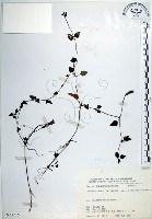 藏品(倒地蜈蚣、四角銅鑼)的圖片