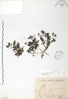 藏品(玉山水苦賈)的圖片