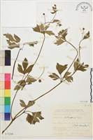 藏品(水辣菜、禺毛茛)的圖片