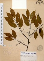 藏品(墨點櫻桃、黑星櫻)的圖片