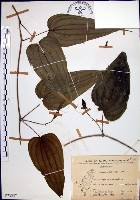 藏品(百部)的圖片