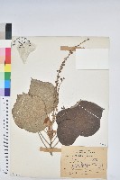 藏品(野桐)的圖片