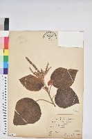 藏品(野桐)的圖片