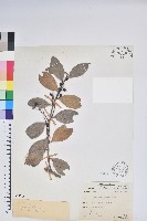 藏品(珍珠花、長尾葉越橘)的圖片