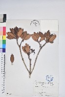 藏品(臺灣高山杜鵑)的圖片