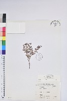 藏品(高山白珠樹)的圖片