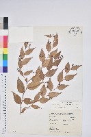 藏品(白珠樹)的圖片